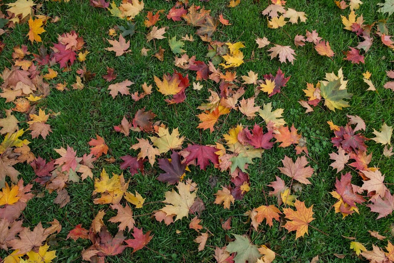 Llegó el otoño, pero ¿cómo lo atravesarán algunos signos?