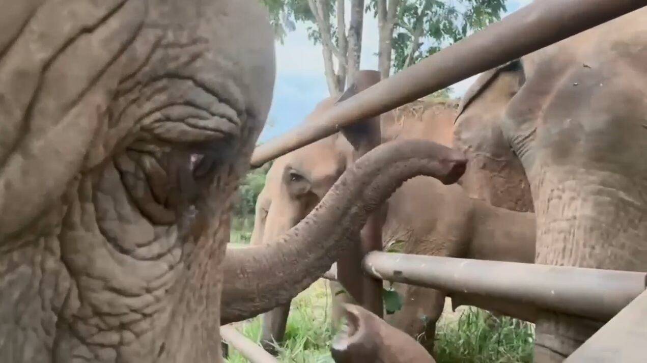 “¡Bienvenidas!”: las elefantas Pocha y Guillermina ya interactuaron con toda la manada en Brasil Foto. Foto: Facebook Global Sanctuary for Elephants