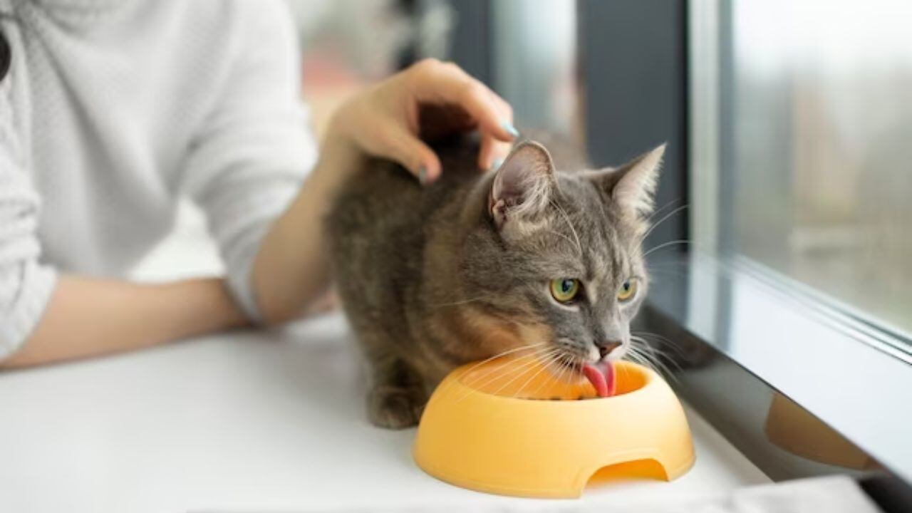 Cómo cambiar la dieta de una mascota sin afectar su salud