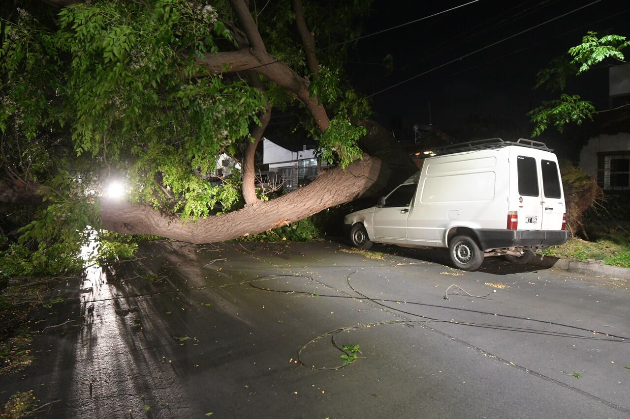 Zonda en Mendoza. Árbol caído en calle Beltrán y Chacabuco de Godoy Cruz. Foto: José Gutiérrez / Los Andes