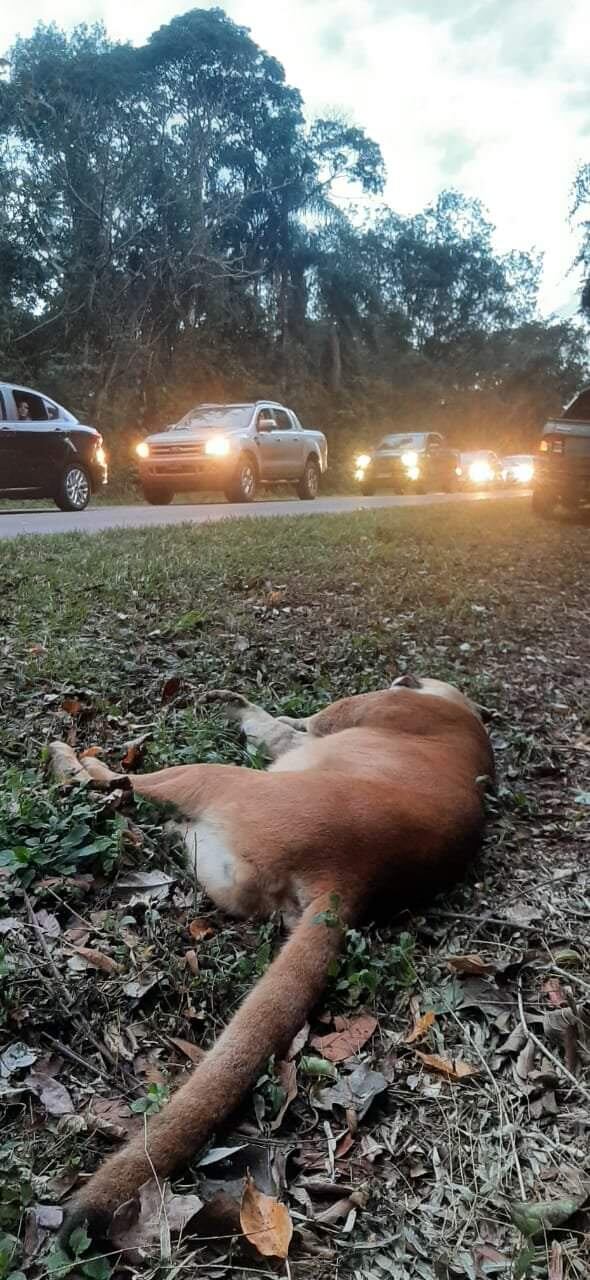 Parque Nacional Iguazú: un puma fue atropellado.