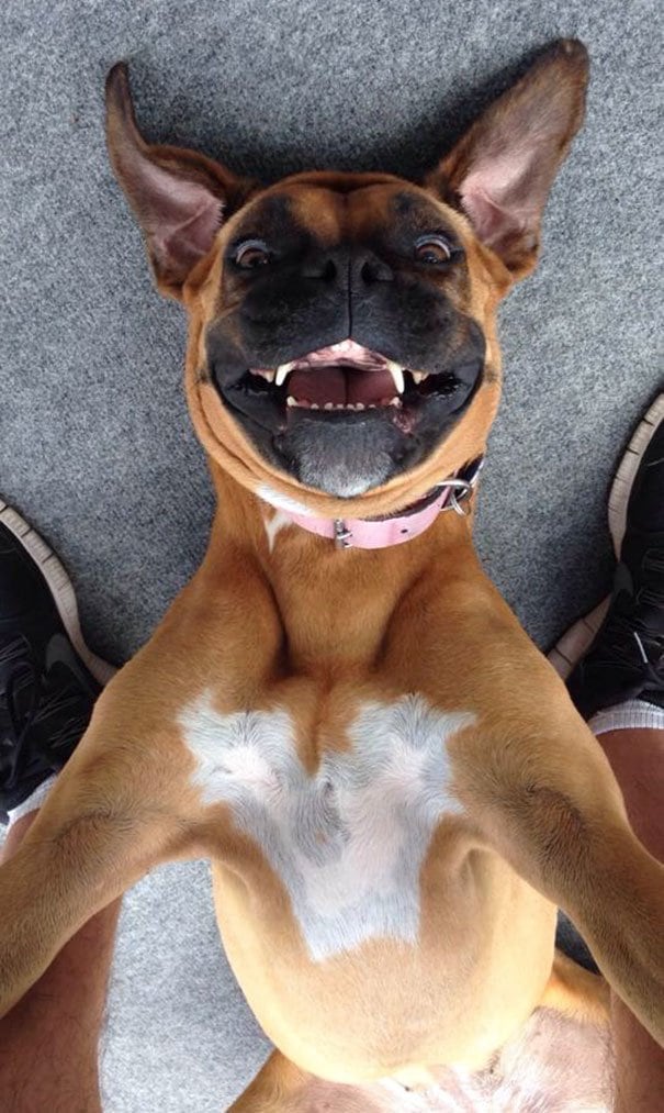 Las mejores selfies de animales. (Foto: Twitter)