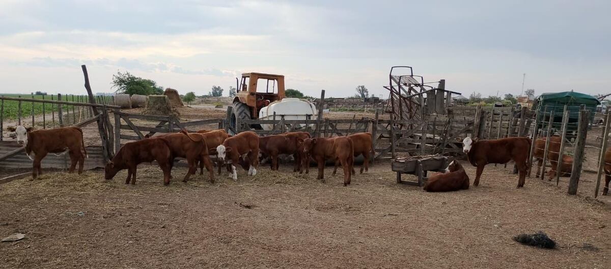 Patrulla Rural recuperó 25 terneros en un hecho de abigeato en la zona de Las Varillas