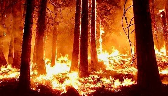 Incendios en Tierra del Fuego.