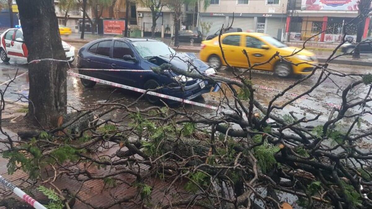 El árbol cayó y provocó un accidente.