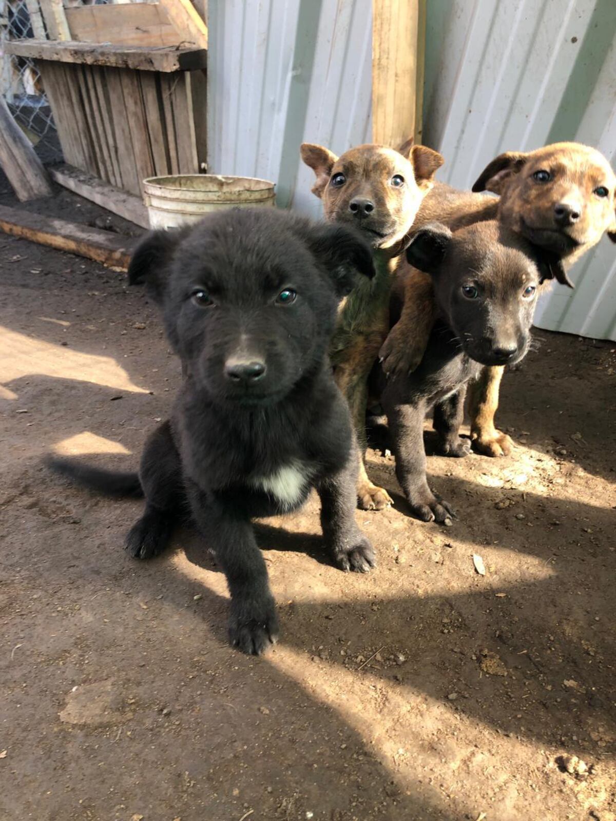 Una mujer abrió un refugio para perros: fue lo que la ayudó a salir de la violencia de género