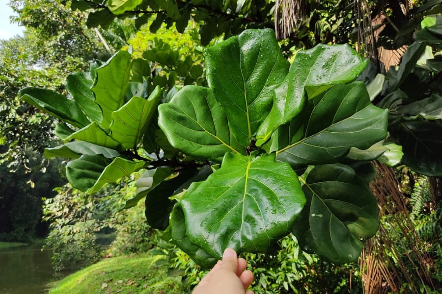 Los de piscis tiene la opción del árbol lira.