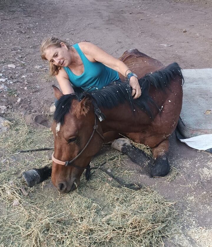 Uno de los caballos rescatados por la organización.