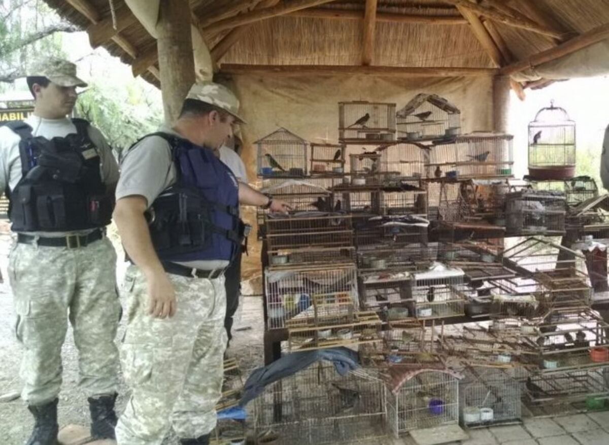 La Policía Rural recuperó más de 9.000 animales durante este año