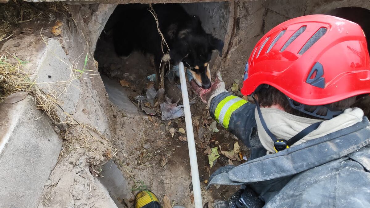 Bomberos Zapadores salvaron a un perro atrapado en una boca de tormenta