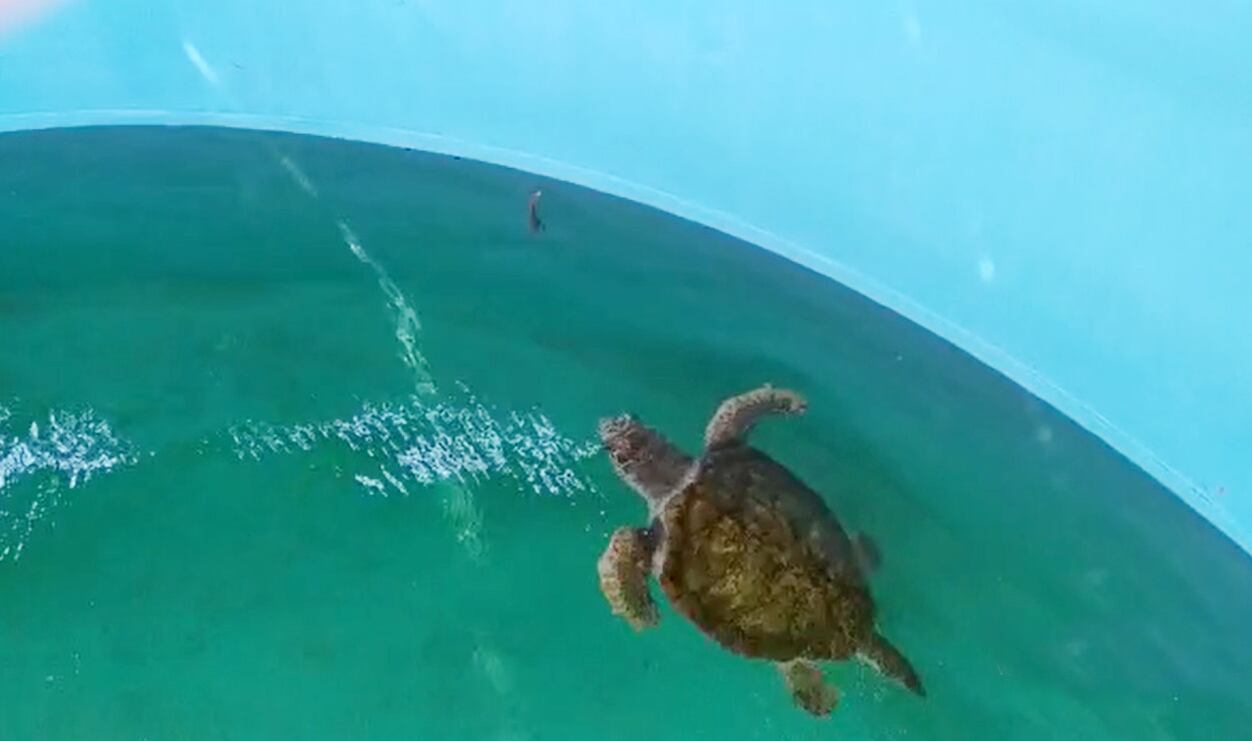 El Tortugo Jorge pasó sus primeros siete días en Mar del Plata con resultados positivos