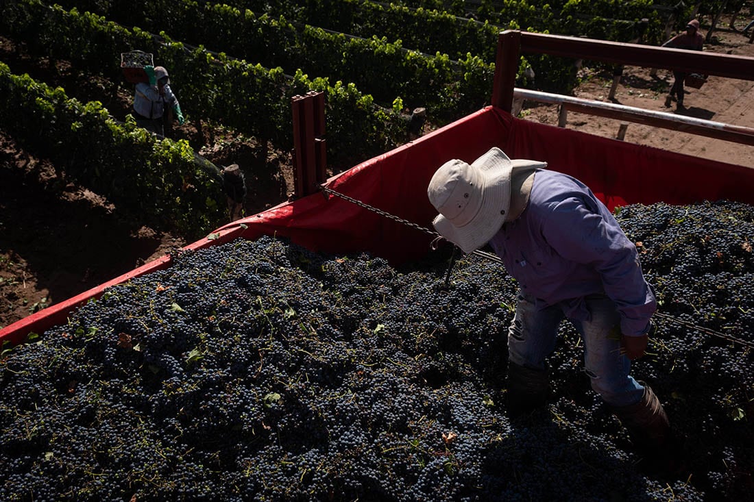 Mendoza 16 de febrero 2021 Sociedad

Cosecha, San Roque - Maipu
Varietal Merlot 

Foto: Ignacio Blanco / Los Andes
