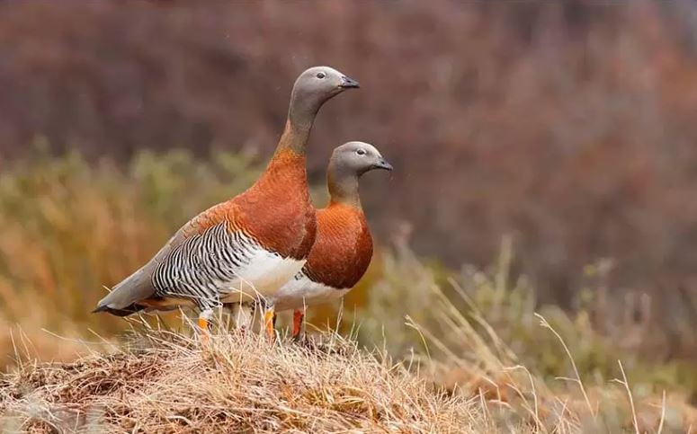 Cauquén Real. Categorizado como Especie Amenazada.