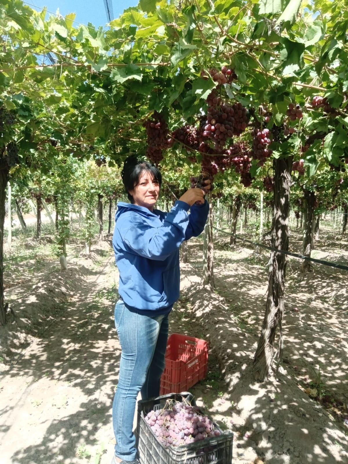 Sandra en plena cosecha.