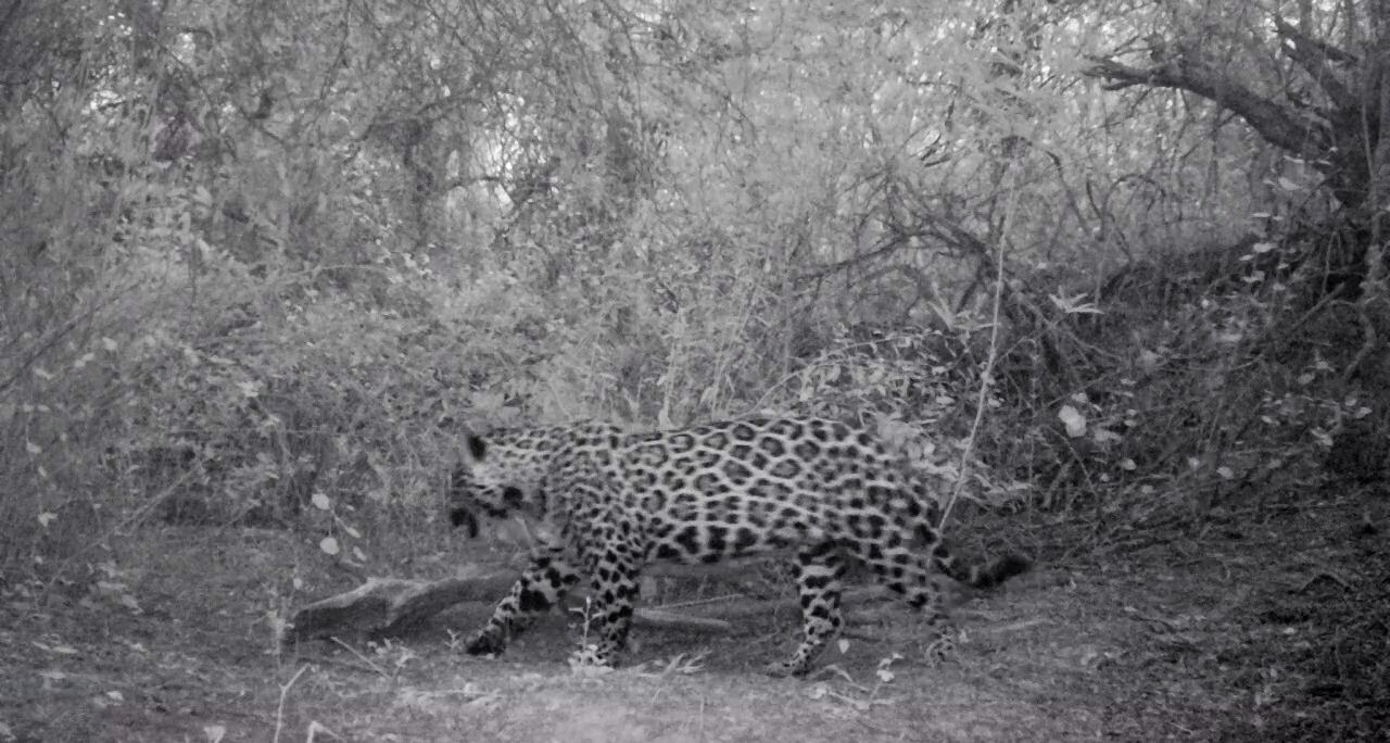 Esta en peligro de extinción y fue registrado por una camara.