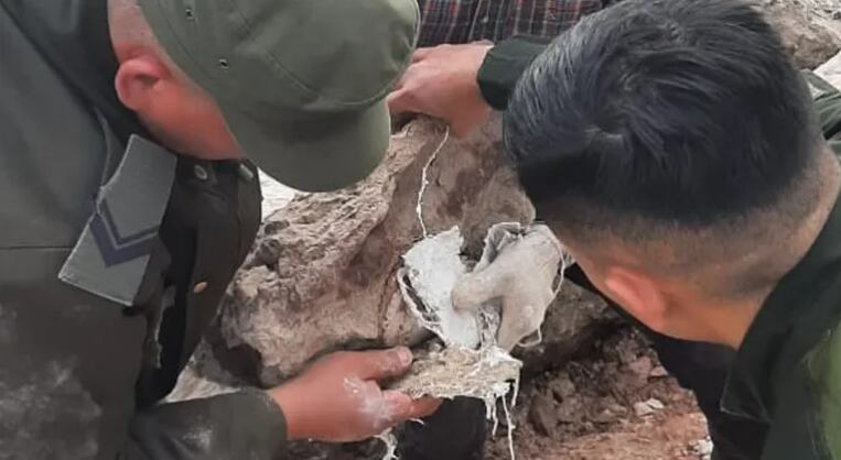 Hallaron los restos de una columna vertebral de dinosario.