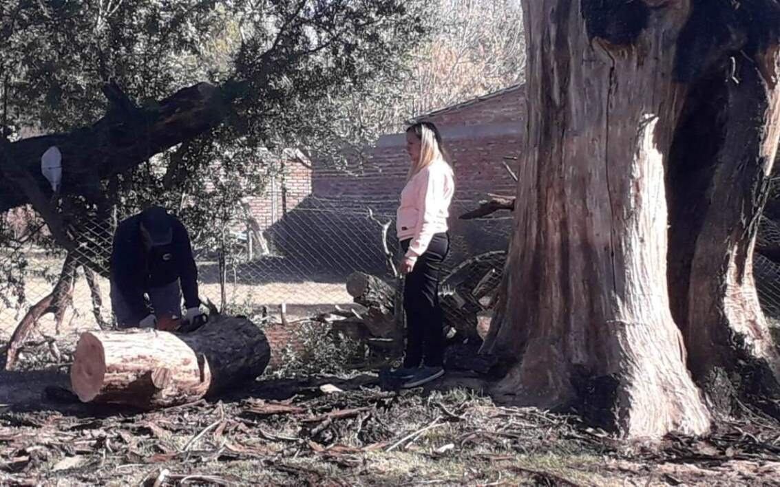 Erradican árboles añosos o en riesgo de caerse en San Rafael.