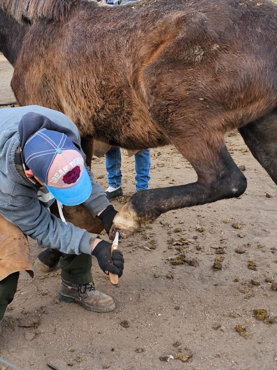 Los animales reciben una atención integral, al llegar al refugio.