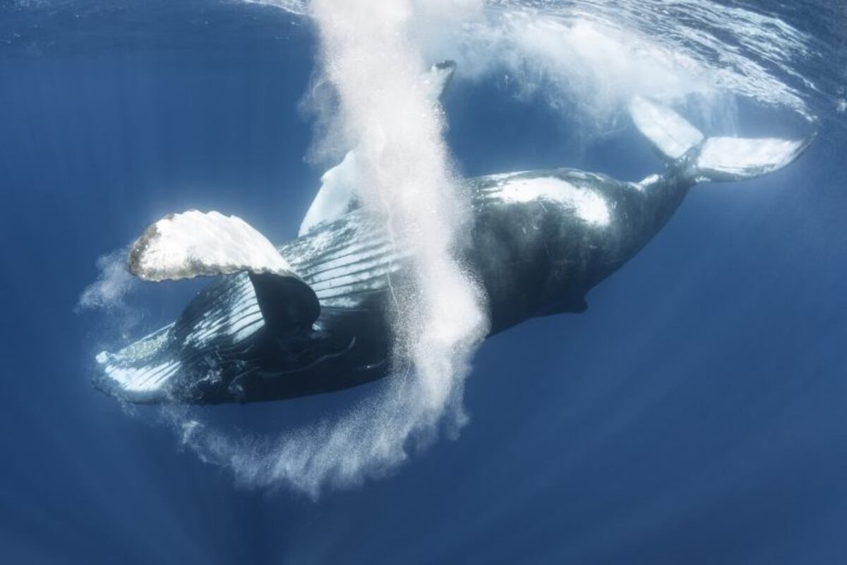 Una ballena murió de hambre en Filipinas porque en su estómago tenía 40 kilos de plástico