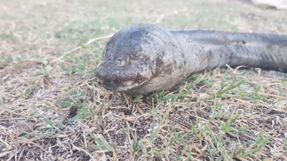 Carlos Paz: el "monstruo" encontrado en el lago San Roque no es una anguila