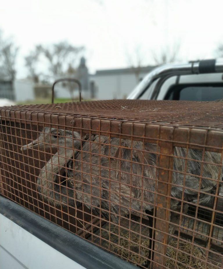 Este ejemplar de ñandú estaba en una casa de familia