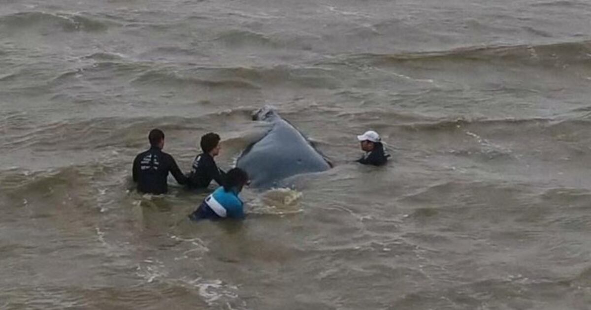 Rescate a contrarreloj de una ballena varada a metros de la costa de San Clemente