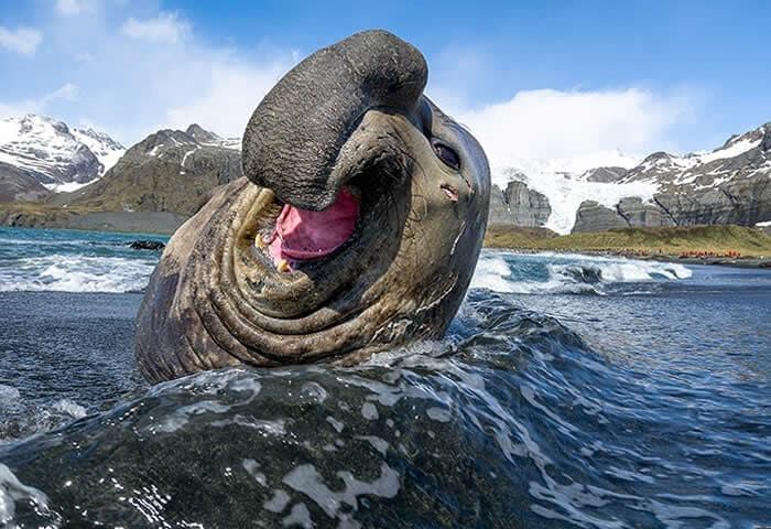 Ejemplar de Elefante Marino, Antártida.