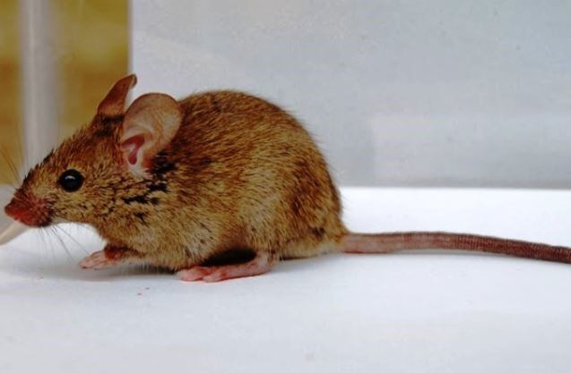 Epuyén registró cinco casos confirmados como positivos de hantavirus