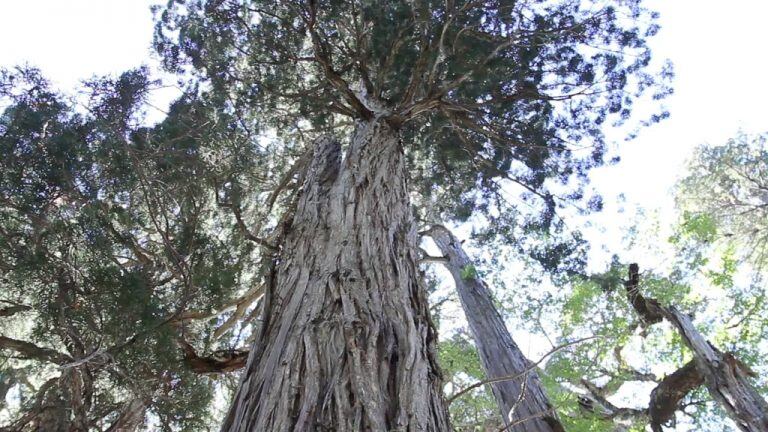 Bosque patagónico.