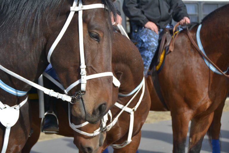 Nuevos caballos para la Policía Montada.