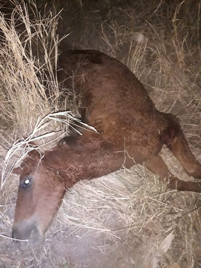 Caballos muertos en Colonia Caroya (Policía)