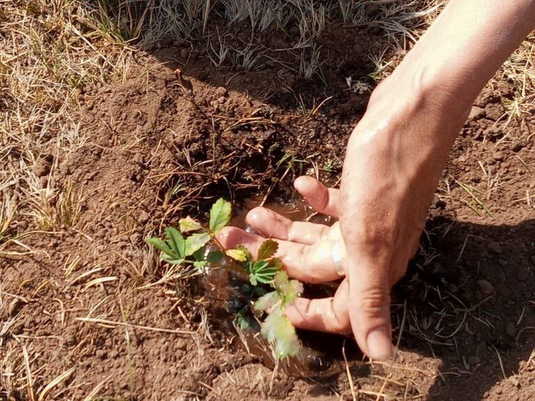 Cinco mil tabaquillos plantados en Los Gigantes. (Foto: gentileza Mariela Rojas).