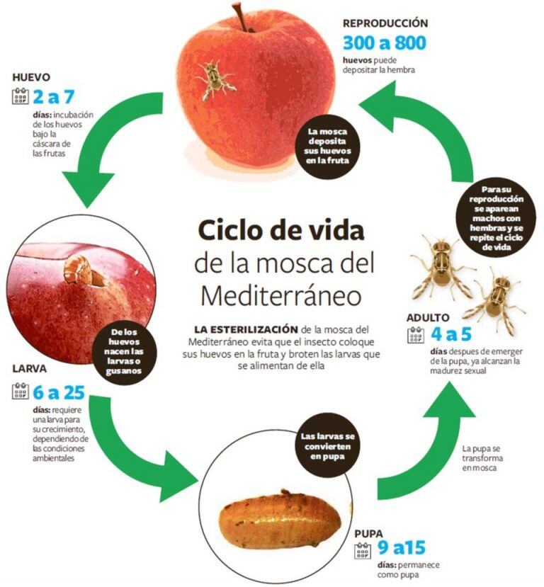 El 10 de diciembre se detectaron ejemplares adultos de mosca de los frutos en el área urbana de Puerto Madryn.