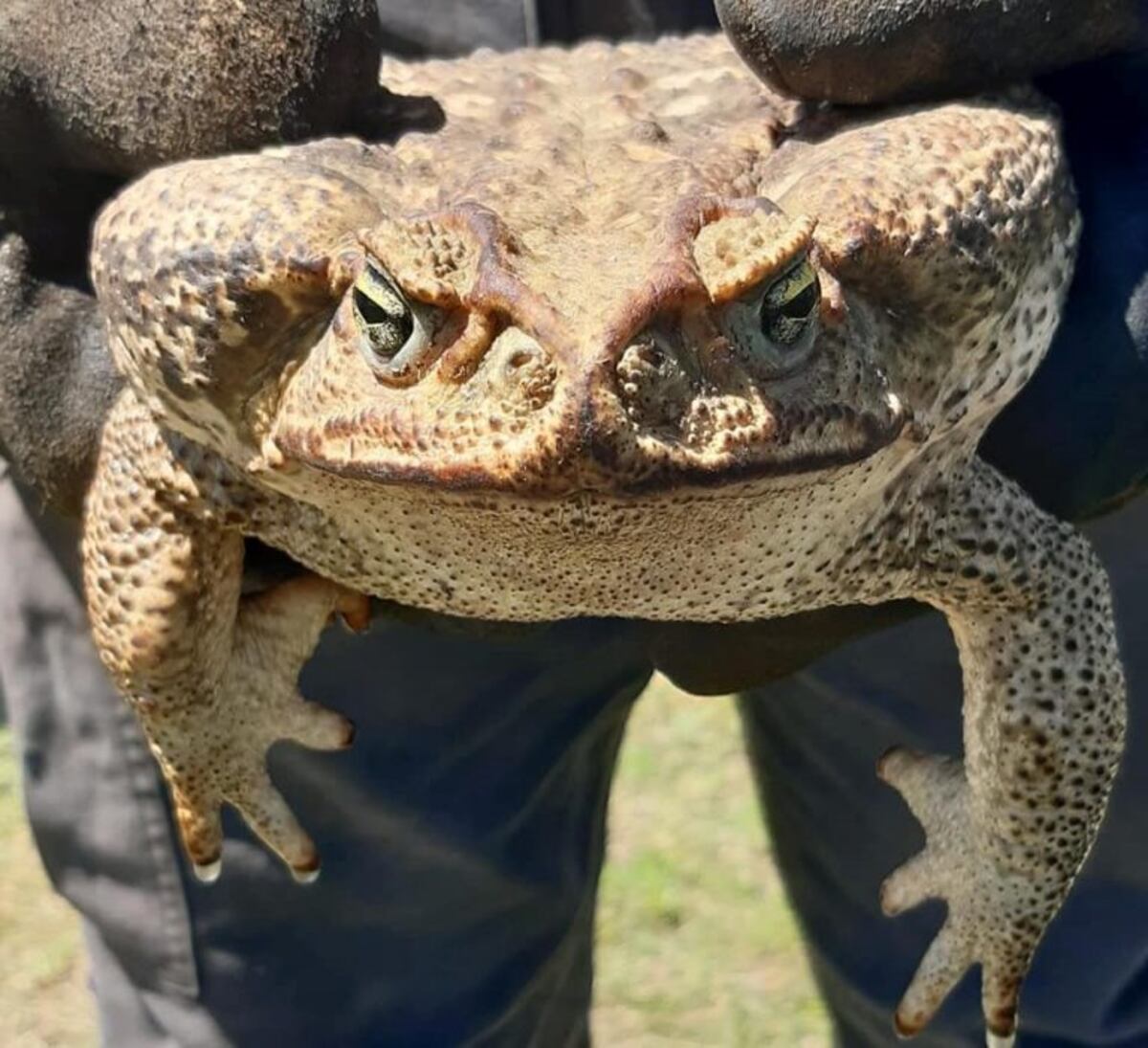 Pánico por un súper sapo en Granadero Baigorria