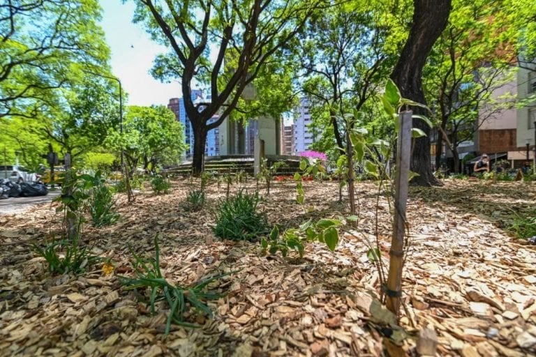 Plantines en Plaza Italia (Municipalidad de Córdoba)