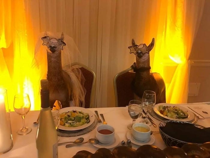 Llevó una llama al casamiento de su hermana (Foto: Mendl Weinstock)