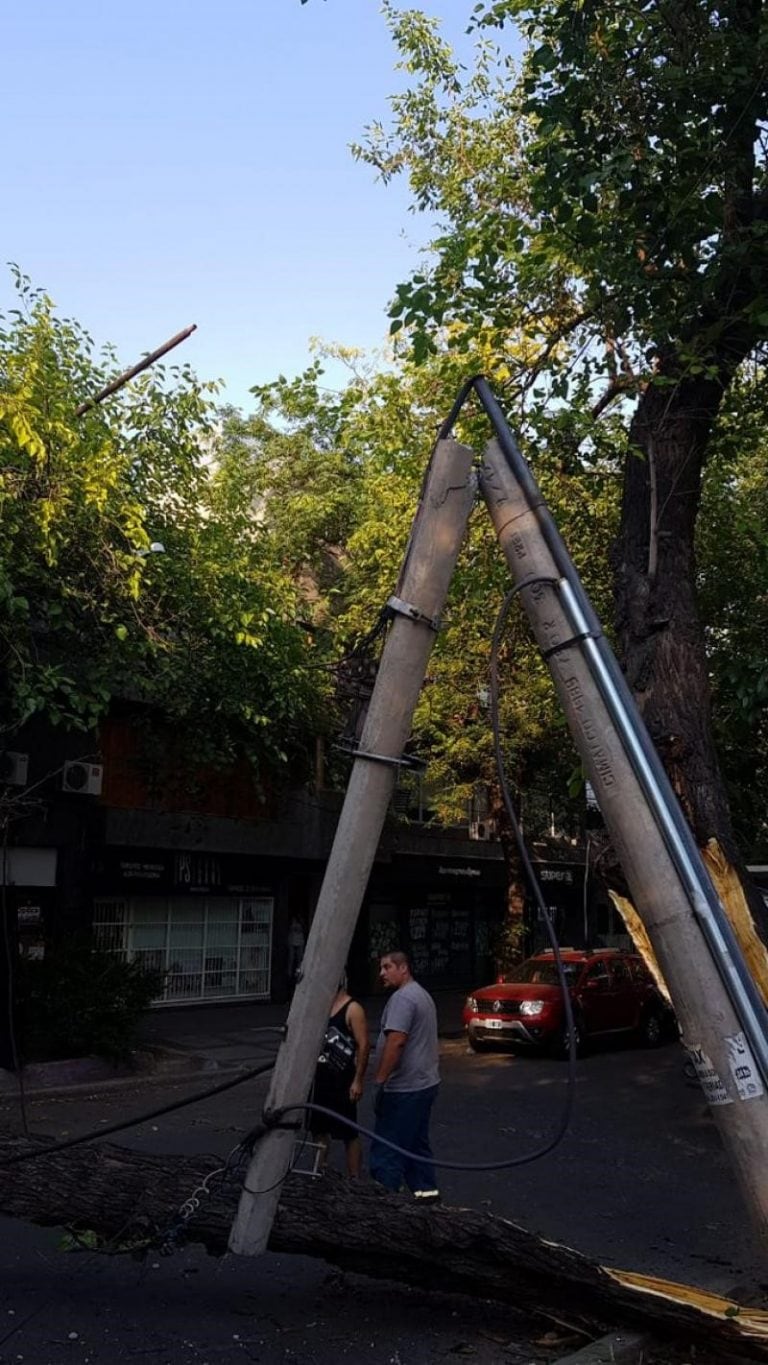 Un árbol cayó y dejó sin energía a los vecinos de la Quinta Sección