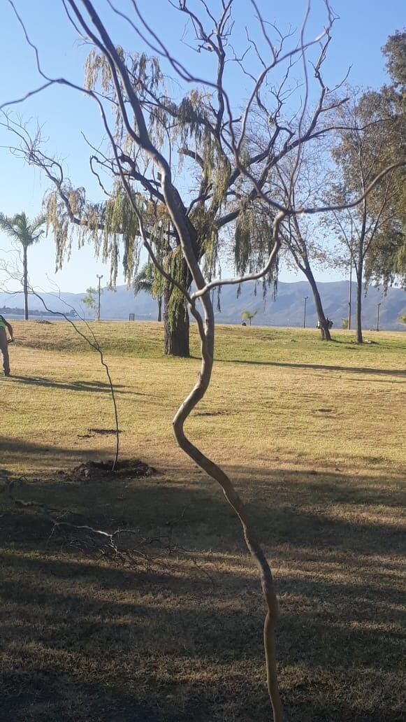 La costanera de Carlos Paz está quedando cada vez más verde