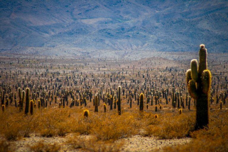 Parque Nacional Los Cardones.