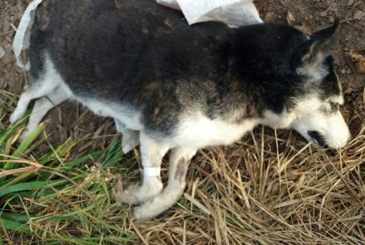 Murieron cinco perros envenenados, otra vez en Maciel