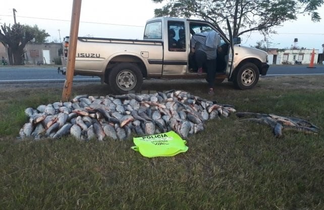 Sábalos secuestrados en la ruta 1°. (Uno Santa Fe)