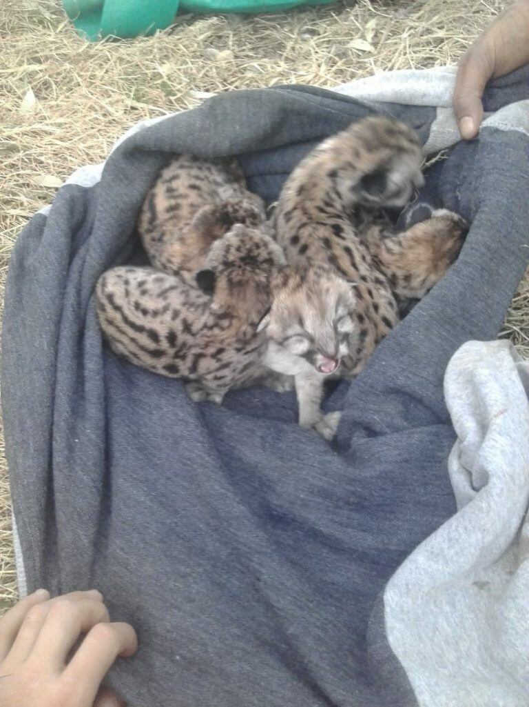 Los pumitas fueron rescatados por la Policía en la localidad de Idiazábal.