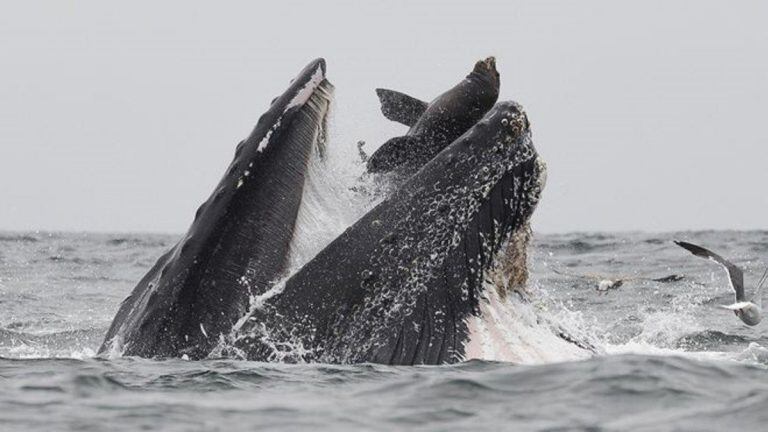 El impactante momento captado por Chase Dekker (Foto: Chase Dekker).