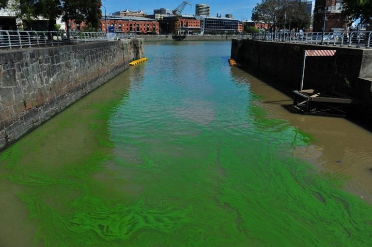 Agua verde en Puerto Madero. (Clarín)