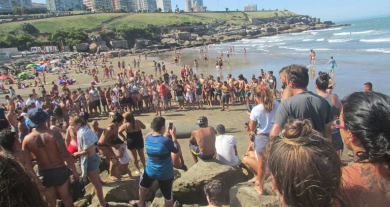 Elefante Marino en Mar del Plata