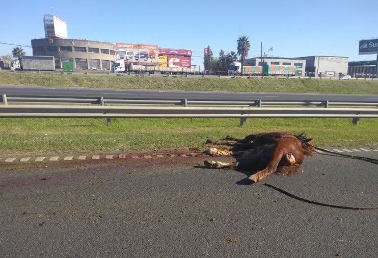 Choque en cadena por un caballo suelto de contramano