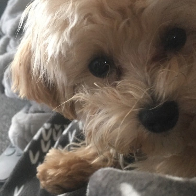 (Instagram/@ducky_the_maltipoo)