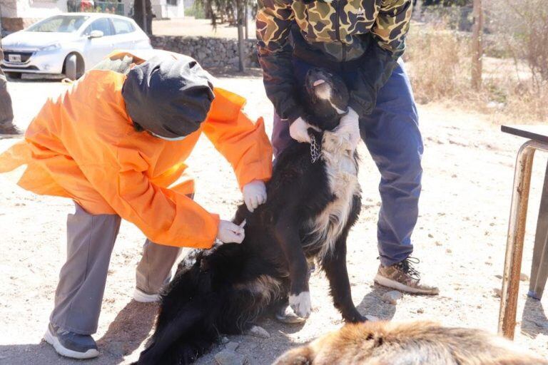 A partir de los tres meses cumplidos, los perritos y gatos de la ciudad pudieron acceder a la vacuna.  (Foto: prensa municipal).