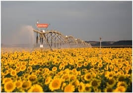 Buena condición para los cultivos de girasol