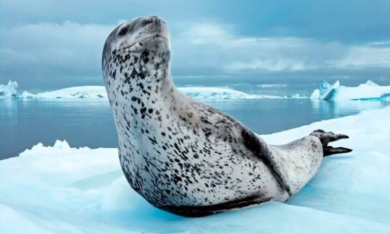 Ejemplar de Foca Leopardo, Antártida.